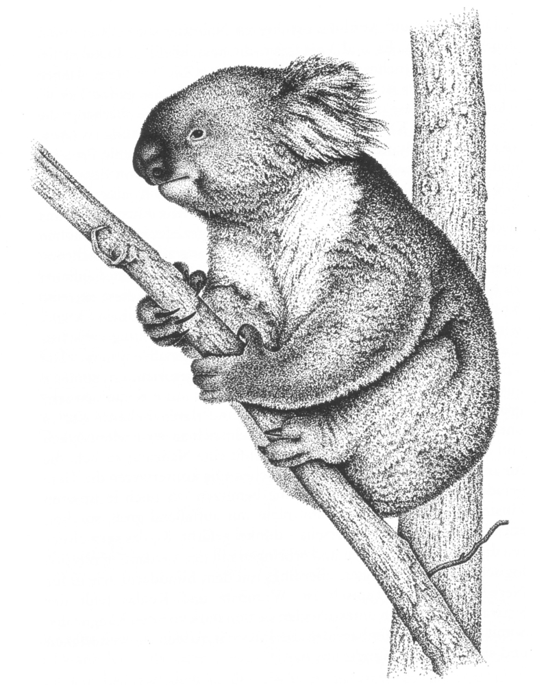 Koala